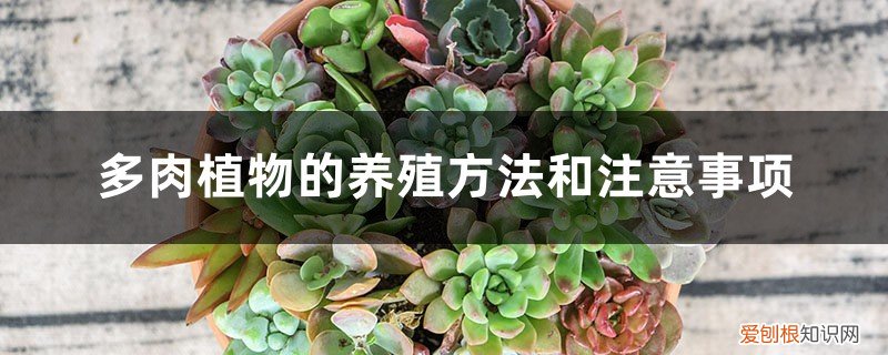 多肉植物的养殖方法和注意事项有哪些秋季 多肉植物的养殖方法和注意事项