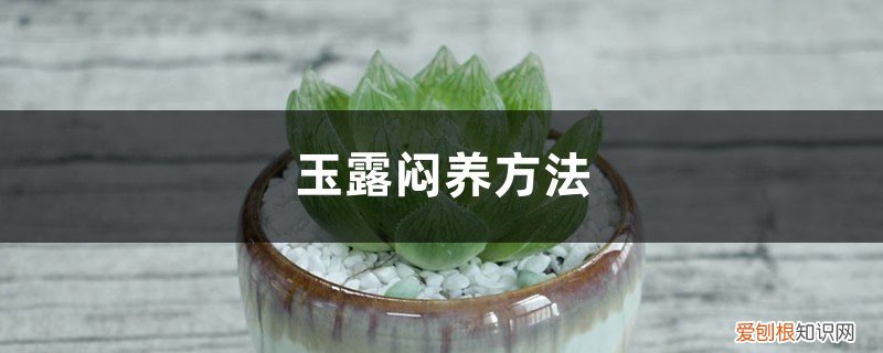 玉露可以闷养多长时间 玉露闷养方法，闷养多久可以见效