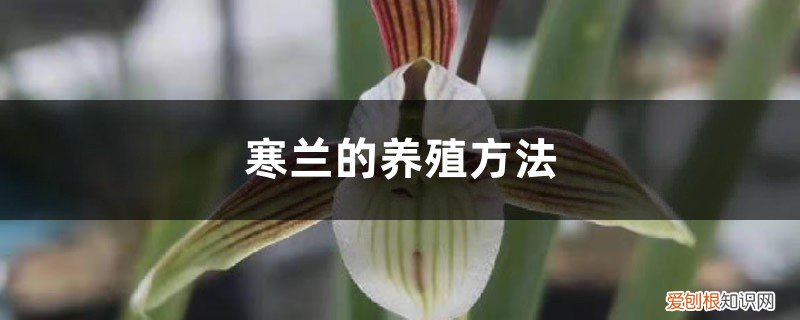 寒兰的养殖方法和注意事项 盆栽 寒兰的养殖方法