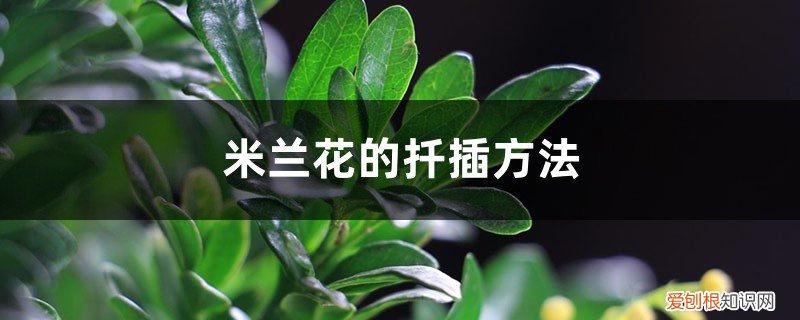 米兰花如何扦插 米兰花的扦插方法