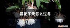 昙花冬天休眠吗 昙花冬天怎么过冬