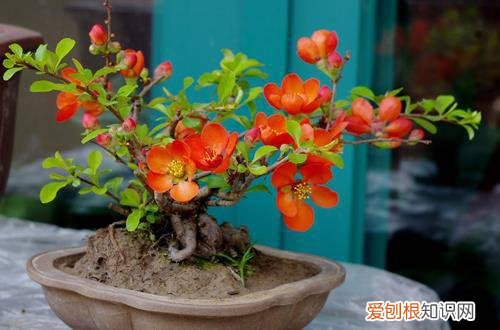 图 光照对花有什么影响 光照对花朵生长的影响有哪些