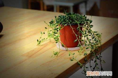 图 光照对花有什么影响 光照对花朵生长的影响有哪些
