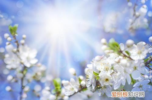 图 光照对花有什么影响 光照对花朵生长的影响有哪些