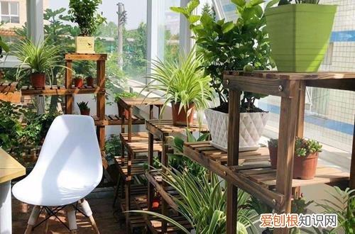 图 光照对花有什么影响 光照对花朵生长的影响有哪些