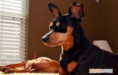 铁包金鹿犬和红鹿犬哪个好 小鹿犬铁包金比较贵吗