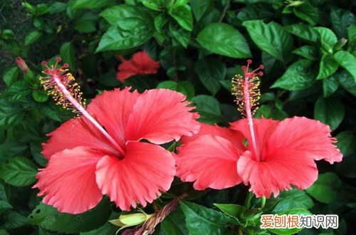 图 哪些花儿不怕晒 夏天耐晒的花有哪些