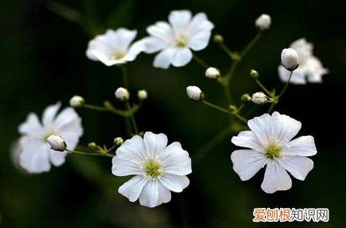 图 哪些花儿不怕晒 夏天耐晒的花有哪些