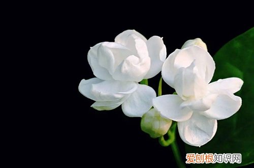 图 哪些花儿不怕晒 夏天耐晒的花有哪些