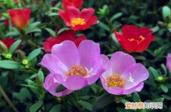 图 哪些花儿不怕晒 夏天耐晒的花有哪些