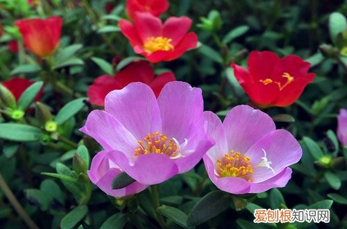 图 哪些花儿不怕晒 夏天耐晒的花有哪些