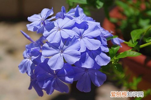 图 哪些花儿不怕晒 夏天耐晒的花有哪些