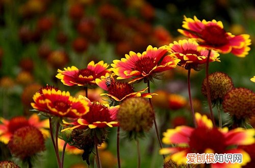 图 哪些花儿不怕晒 夏天耐晒的花有哪些