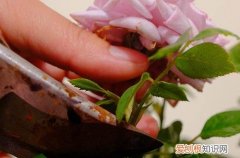 图 春天怎么给植物修剪 春天修剪需要注意什么问题