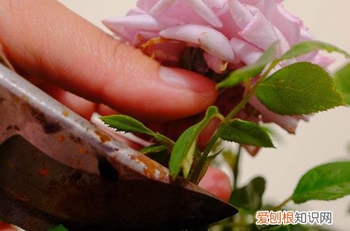 图 春天怎么给植物修剪 春天修剪需要注意什么问题
