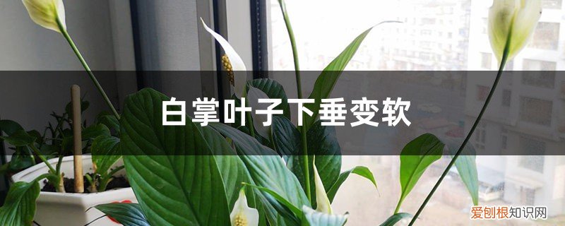 白掌叶子下垂变软怎么办呢 白掌叶子下垂变软怎么办