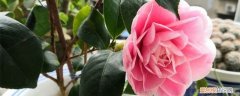 茶花怎么会掉花苞 茶花掉花苞是怎么回事
