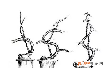 图 金银花盆栽怎么拿弯 金银花盆栽的拿弯技巧和注意事项