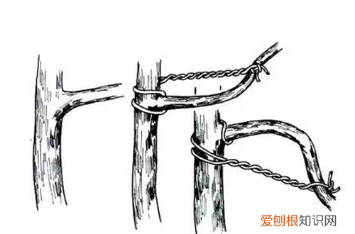 图 金银花盆栽怎么拿弯 金银花盆栽的拿弯技巧和注意事项