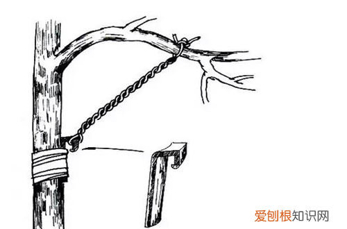 图 金银花盆栽怎么拿弯 金银花盆栽的拿弯技巧和注意事项