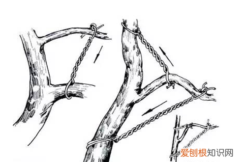 图 金银花盆栽怎么拿弯 金银花盆栽的拿弯技巧和注意事项