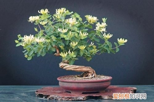 图 金银花盆栽怎么拿弯 金银花盆栽的拿弯技巧和注意事项