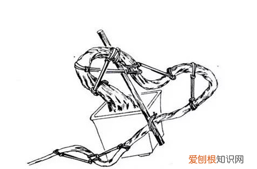 图 金银花盆栽怎么拿弯 金银花盆栽的拿弯技巧和注意事项