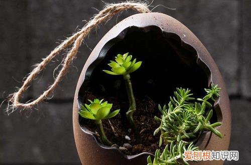 图 新手要怎么选购盆栽(盆景花盆怎么选)