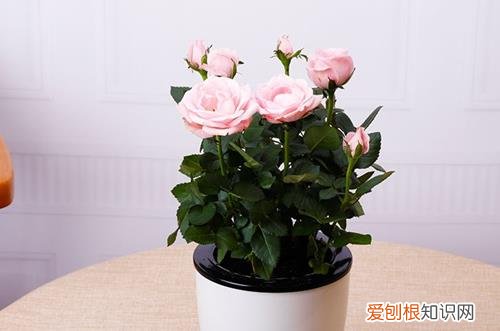 图 新手要怎么选购盆栽(盆景花盆怎么选)