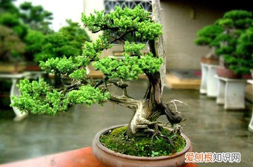 图 新手要怎么选购盆栽(盆景花盆怎么选)
