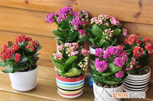 图 怎么给花浇水 如何正确给花浇水