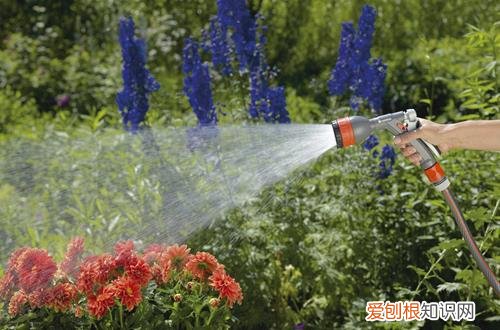 图 怎么给花浇水 如何正确给花浇水