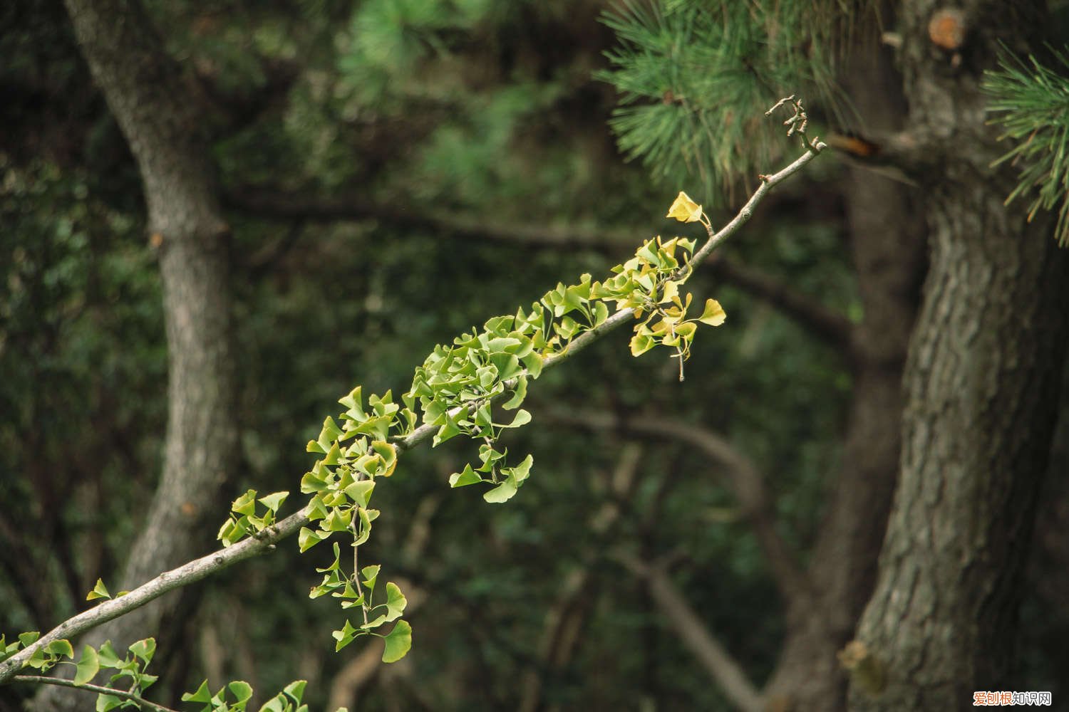 银杏树种类及特点 银杏树的特点是什么，怎么种植