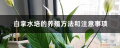 白掌水培要注意什么 白掌水培的养殖方法和注意事项
