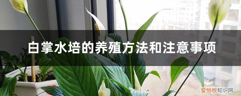 白掌水培要注意什么 白掌水培的养殖方法和注意事项