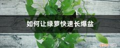 如何让绿萝快速长爆盆视频 如何让绿萝快速长爆盆