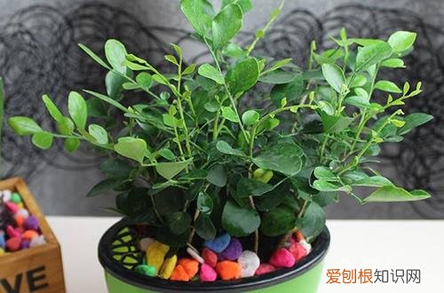 九里香怎么养 九里香的养护方法和注意事项(图）