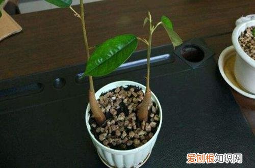 图 榴莲在北方能养吗 榴莲盆栽怎么种植呢