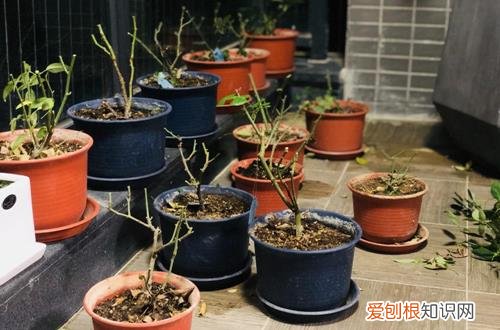 图 月季怎么养护 月季的养护要点有哪些