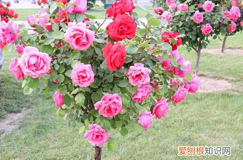 图 月季怎么养护 月季的养护要点有哪些
