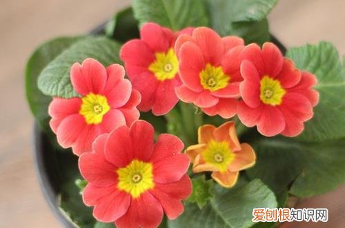 图 报春花后期要怎么养护管理(报春花开完花后怎么养)