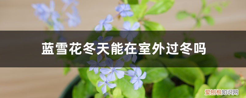 蓝雪花北方可以户外过冬吗 蓝雪花冬天能在室外过冬吗