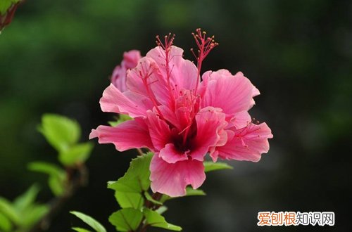 图 自家花园适合种什么花 有哪些花卉耐晒又好养