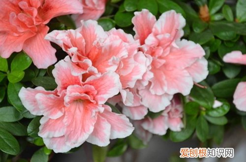 图 自家花园适合种什么花 有哪些花卉耐晒又好养