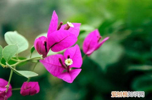 图 自家花园适合种什么花 有哪些花卉耐晒又好养