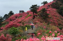 图 自家花园适合种什么花 有哪些花卉耐晒又好养