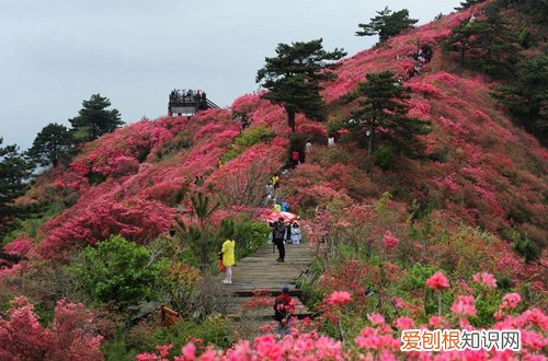 图 自家花园适合种什么花 有哪些花卉耐晒又好养
