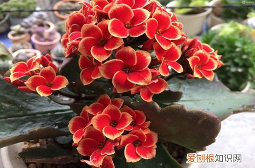 图 花期过后长寿花要怎么修剪(长寿花花期结束后怎么修剪)