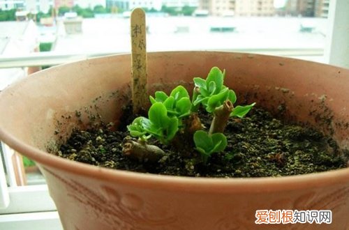 图 花期过后长寿花要怎么修剪(长寿花花期结束后怎么修剪)