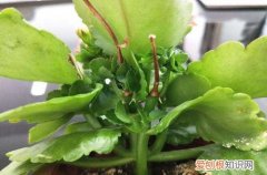 图 花期过后长寿花要怎么修剪(长寿花花期结束后怎么修剪)